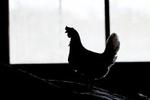 De mindre hobby-besætninger af høns skal fredes med en mindste-grænse. - Arkivfoto: Lars Skaaning 