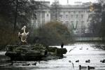 Fugle hviler i en park i England, mens Europa forbereder sig på fugleinfluenzaen. EU tillader nu vaccination i to lande. - Foto: AP 
