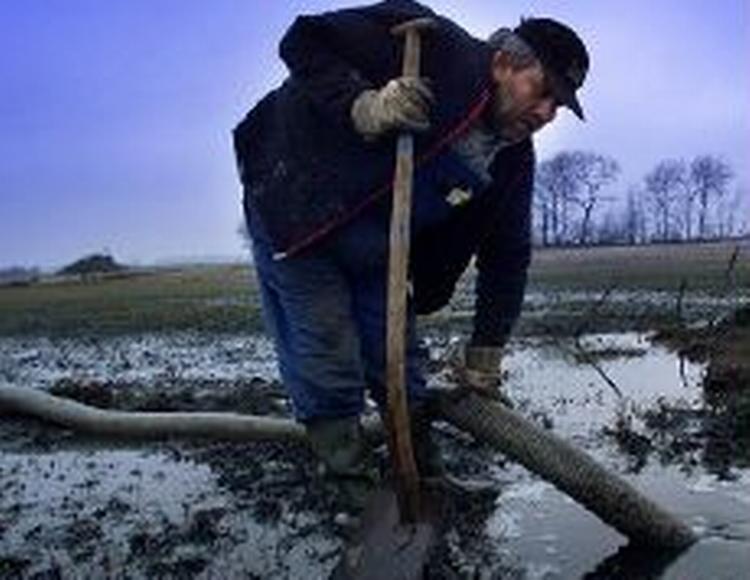 En landsby i Tyskland har haft gylle i gaderne efter en lækkende gylletank. Her ses dog et udslip i Vamdrup ved Kolding på godt et ton gylle. - Arkivfoto: Claus Bonnerup 
