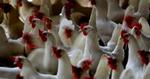 EU vil bruge færre penge på bekæmpelse af fugleinfluenza. - Foto: Lars Skaaning 