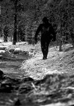 Det er aldrig lykkedes nogen at fange malaysiske  junglemand  på film. Men efter beskrivelsen skulle han minde påfaldende meget om  Big Foot , som mange amerikanere mener at have set   her angiveligt fanget på 16-mm-film i 1977.   Arkivfoto: AP 