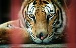 En fuldvoksen tiger i fangenskab i Bangkok, Thailand. I Tibet har et modeflip sat bestanden af tigere under pres. - Arkivfoto: AP 
