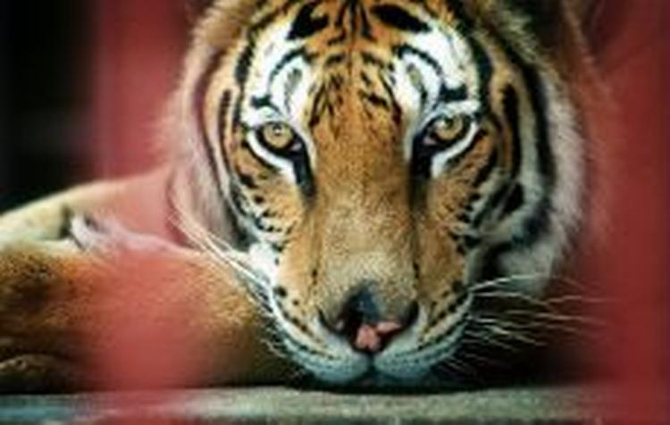 En fuldvoksen tiger i fangenskab i Bangkok, Thailand. I Tibet har et modeflip sat bestanden af tigere under pres. - Arkivfoto: AP 