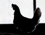 Fugleinfluenzaen spreder sig i Europa. Nu er den farlige H5N1 virus også konstateret i Polen. - Arkivfoto: Lars Skaaning 