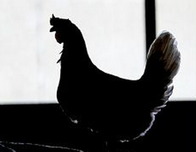 Fugleinfluenzaen spreder sig i Europa. Nu er den farlige H5N1 virus også konstateret i Polen. - Arkivfoto: Lars Skaaning 