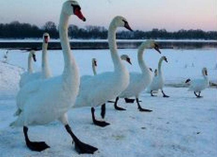 Fugleinfluenzaen nåede i går til den polske by Torun, hvor dette billede er taget. - Foto: AP 