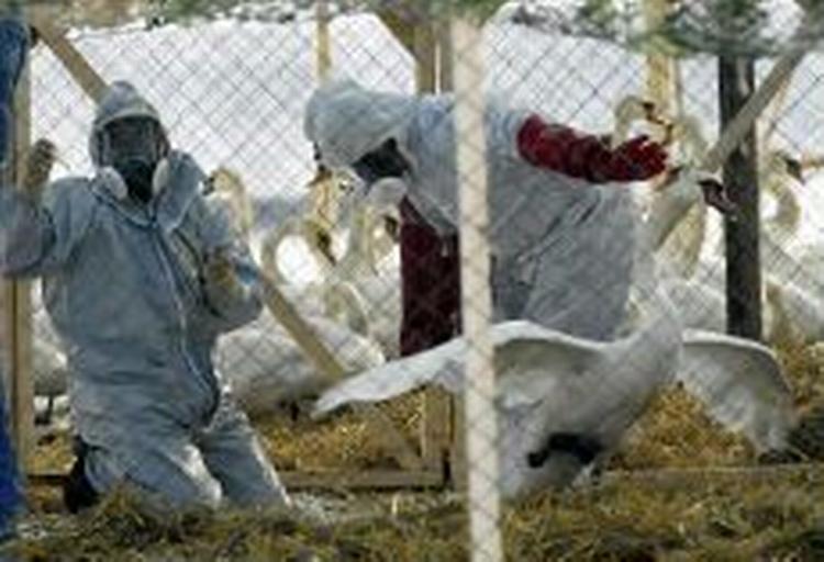 Polske dyrlæger i gang med at undersøge svaner for fugleinfluenza. - Foto: AP 