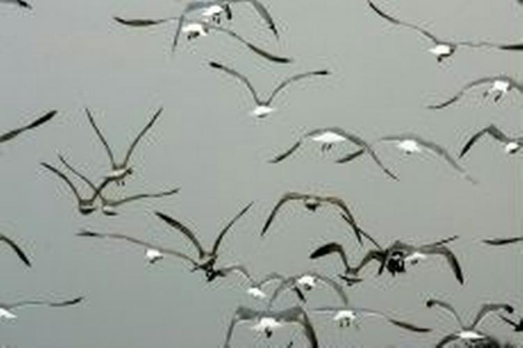 Arkivfoto: AP 