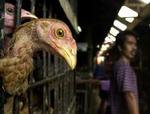 Det danske fugleinfluenzavirus ligner ikke det, man kender fra Asien - Foto: AP 