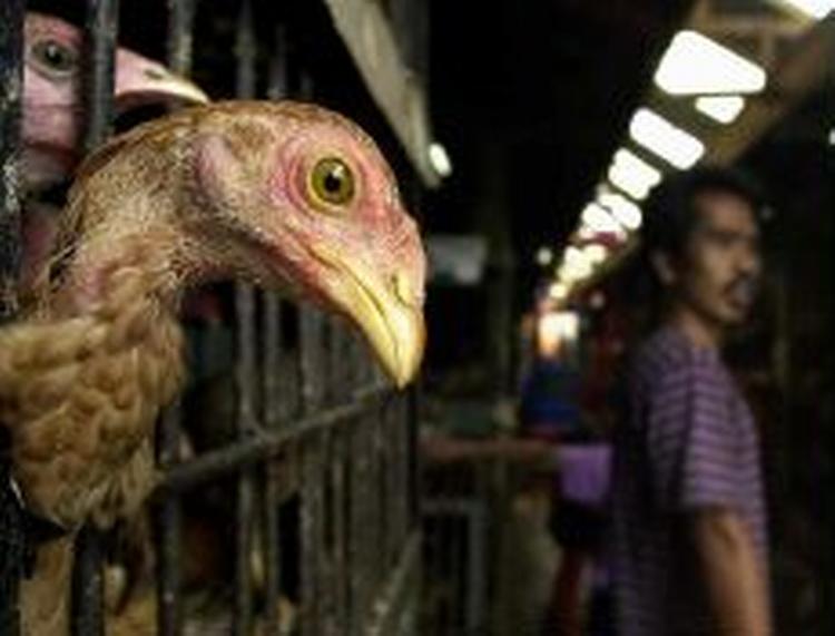 Det danske fugleinfluenzavirus ligner ikke det, man kender fra Asien - Foto: AP 