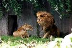 60 millioner kroner. Så mange penge har et ægtepar besluttet at forære Københavns Zoologiske Have - Foto: Martin Lehmann 