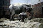 Mandag aften blev en ny 'lille' elefantunge på 130 kilo født i Københavns Zoo. Her er den på alle fire sammen med sin mor. - Foto: Miriam Dalsgaard 
