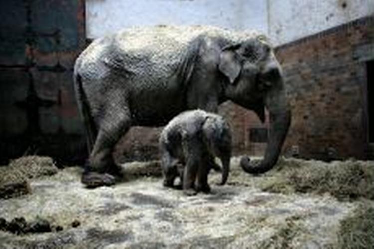 Mandag aften blev en ny 'lille' elefantunge på 130 kilo født i Københavns Zoo. Her er den på alle fire sammen med sin mor. - Foto: Miriam Dalsgaard 