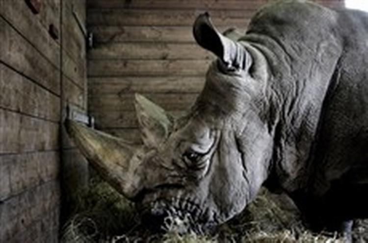 Det bliver især næsehornet, der kommer til at nyde godt af en flot million-donation til Københavns Zoo. - Foto: Miriam Dalsgaard 