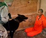 Sergent Michael Smith blev kendt i offentligheden efter billeder som dette, hvor han lader sin hund true en fange i Abu Ghraib-fængslet. - Arkivfoto: AP 