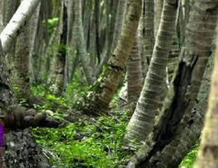 Verdens største regnskov, Amazonregnskoven, kan være reduceret med 40 procent i 2050, hvis den voldsomme indvinding af skovarealet fortsætter. - Arkivfoto: AP 