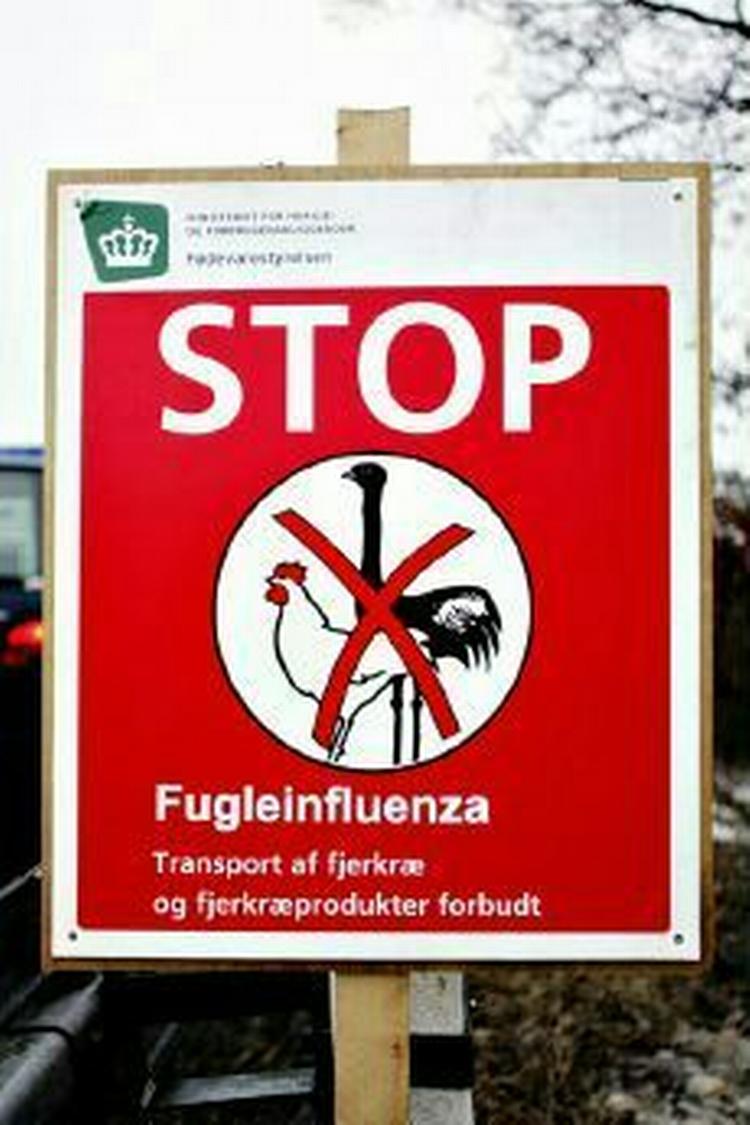 En troldand fra Præstø bar på den smittefarlige variant af fugleinfluenza, H5N1. Området er nu afspærret. - Arkivfoto: Thomas Borberg 