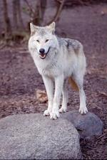 Ulven er løs i Finland! Rovdyret går især efter hunde, som i stigende grad bliver dræbt af ulveflokke. - Arkivfoto: Claus Lunde 