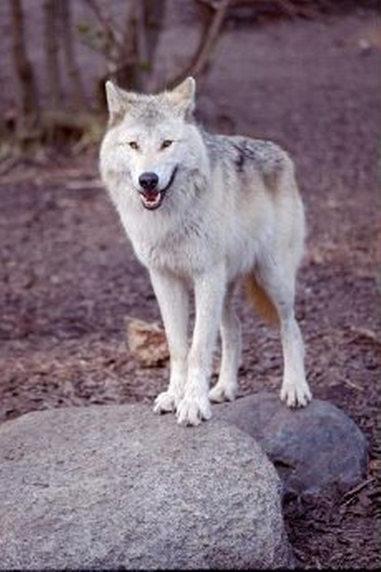 Ulven er løs i Finland! Rovdyret går især efter hunde, som i stigende grad bliver dræbt af ulveflokke. - Arkivfoto: Claus Lunde 