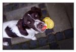 Familiehund