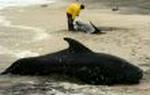 BEACHED WHALES