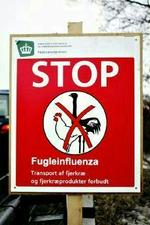 Det var den farlige type fugleinfluenza H5N1, der blev fundet i fugle ved Fåborg og på Als. - Arkivfoto: Thomas Borberg 