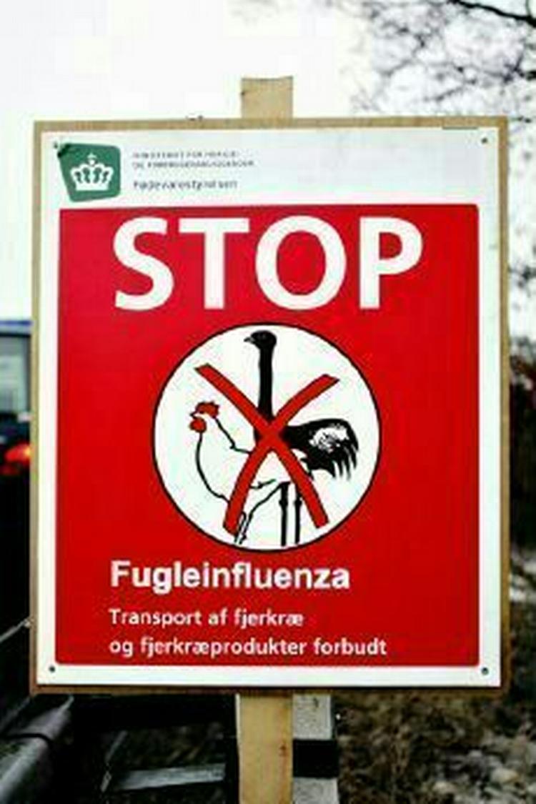 Det var den farlige type fugleinfluenza H5N1, der blev fundet i fugle ved Fåborg og på Als. - Arkivfoto: Thomas Borberg 