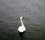 En svane i Storbritannien er testet positiv for den farlige H5N1-fugleinfluenza. - Arkivfoto: Thomas Borberg 