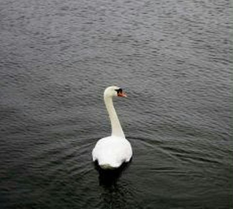 En svane i Storbritannien er testet positiv for den farlige H5N1-fugleinfluenza. - Arkivfoto: Thomas Borberg 