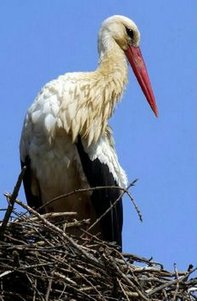 En formodet hanstork er landet i Vegger i Himmerland, så nu er foråret kommet ifølge ornitologerne - Foto: AP 