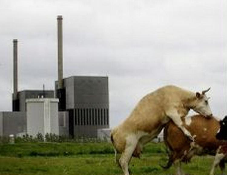 Atomkraftværket Barsebäck lukkede sidste år, men samtidig har støtten blandt svenskerne til atomkraft aldrig været højere. - Arkivfoto: Mads Nissen 