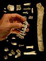 4,1 million år gamle fossiler i det østlige Etiopien fylder et hul i den menneskelige udviklingshistorie - Foto: AP 