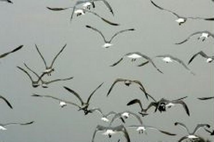 - Foto: AP 