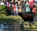 Søløverne i København Zoo fodres. Haven fik i påsken besøg af 38.000 gæster. - Arkivfoto: Johnny Frederiksen 