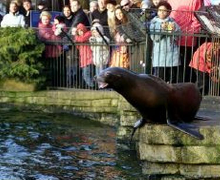 Søløverne i København Zoo fodres. Haven fik i påsken besøg af 38.000 gæster. - Arkivfoto: Johnny Frederiksen 