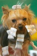 Danske kæledyr bliver forkælet som aldrig før. Denne Yorkshire Terrier er ved at blive gjort klar til en udstilling i England. - Arkivfoto: AP 
