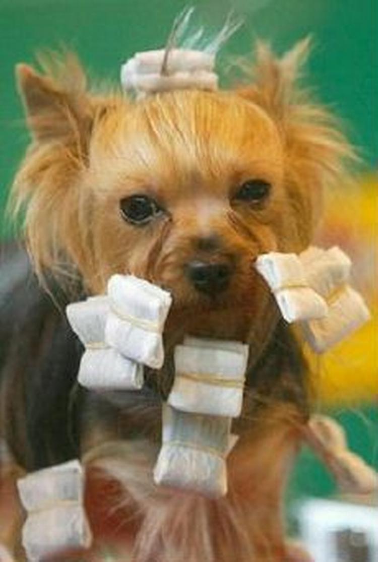 Danske kæledyr bliver forkælet som aldrig før. Denne Yorkshire Terrier er ved at blive gjort klar til en udstilling i England. - Arkivfoto: AP 
