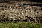 Det var et skridt i kampen mod miljøforurening, da 10.000 piletræer blev plantet for at stoppe udslip på Sørup Losseplads.   Foto: Peter Hove Olesen 
