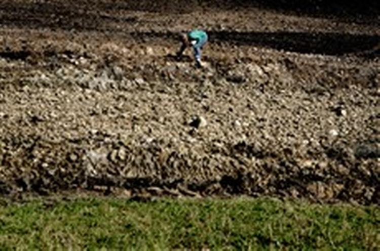 Det var et skridt i kampen mod miljøforurening, da 10.000 piletræer blev plantet for at stoppe udslip på Sørup Losseplads.   Foto: Peter Hove Olesen 
