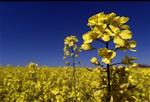 Raps er i dag den mest brugte afgrøde til produktion af biobrændstof til biler. - Foto: Claus Bonnerup 