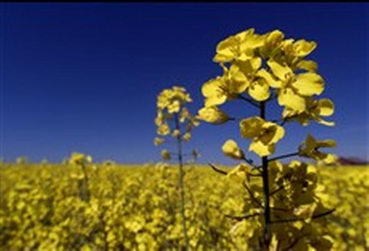Raps er i dag den mest brugte afgrøde til produktion af biobrændstof til biler. - Foto: Claus Bonnerup 