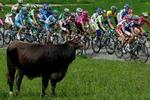 En ko betragter feltet på dagens etape. - Foto: AP 