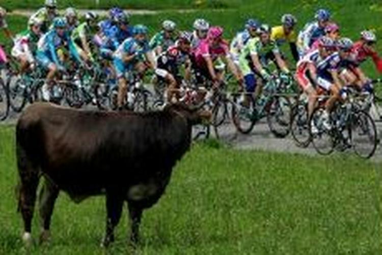 En ko betragter feltet på dagens etape. - Foto: AP 