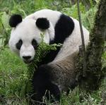 Den fireårige panda Xiang Xiang er den første panda født i fangenskab, der er blevet sat ud i den kinesiske natur. Pandaens bnavn betyder 'den som lover godt'. - Foto: AP 