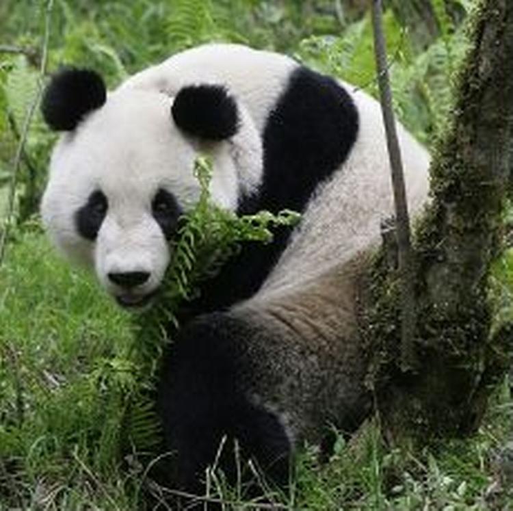 Den fireårige panda Xiang Xiang er den første panda født i fangenskab, der er blevet sat ud i den kinesiske natur. Pandaens bnavn betyder 'den som lover godt'. - Foto: AP 