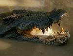 En svømmende krokodille fra Australien viser gabet. En anden krokodille gik i dag til angreb på en kædesav, da en skovarbejder ryddede skov. - Arkivfoto: AP 
