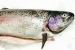 Der skal mere fisk på de danske spiseborde. Blandt andet af miljøhensyn. - Arkivfoto: Martin Bubandt Jensen 