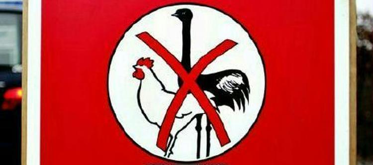 Ophævelsen af zonerne betyder, at alle restriktioner for transport og handel med fjerkræ og fugle ophører, og at politiet fjerner skiltningen til zonerne. - Foto: Thomas Borberg 