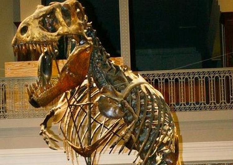 Skelettet fra en Tyrannosaurus Rex skuer ud over de besøgende på Carnegie Museum i Pennsylvania, USA. - Arkivfoto: AP 