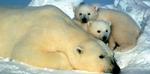 En isbjørnemor tager en slapper med sine unger i et vildtreservat i Alaska. - Arkivfoto: AP 